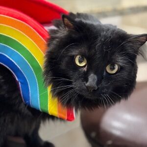 Cat rainbow costume